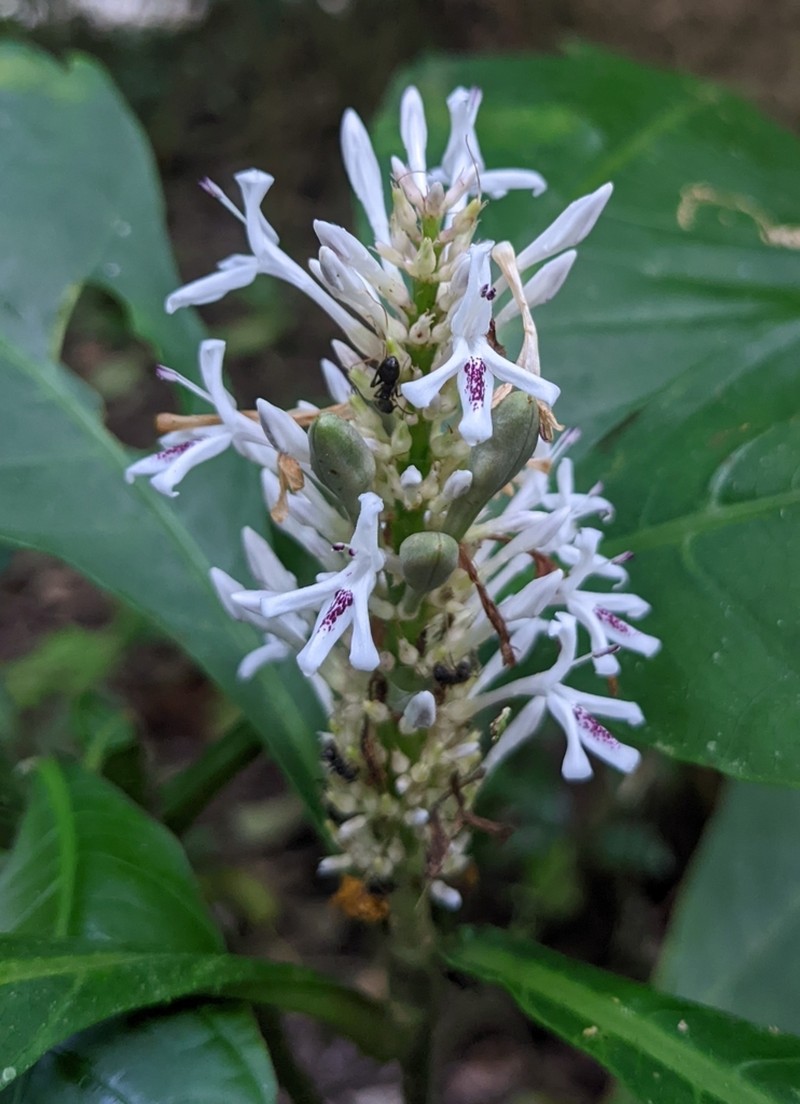 Odontonema albiflorum photo 2