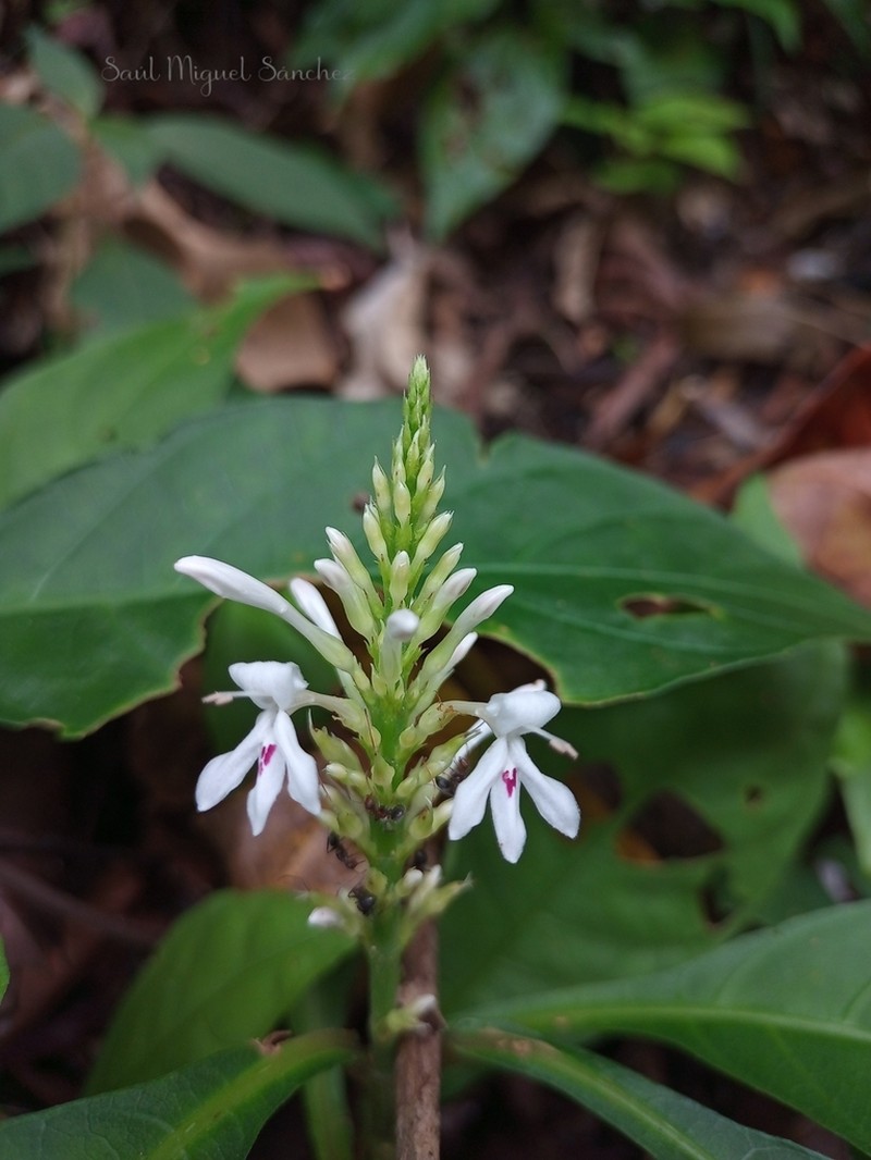 Odontonema albiflorum photo 3