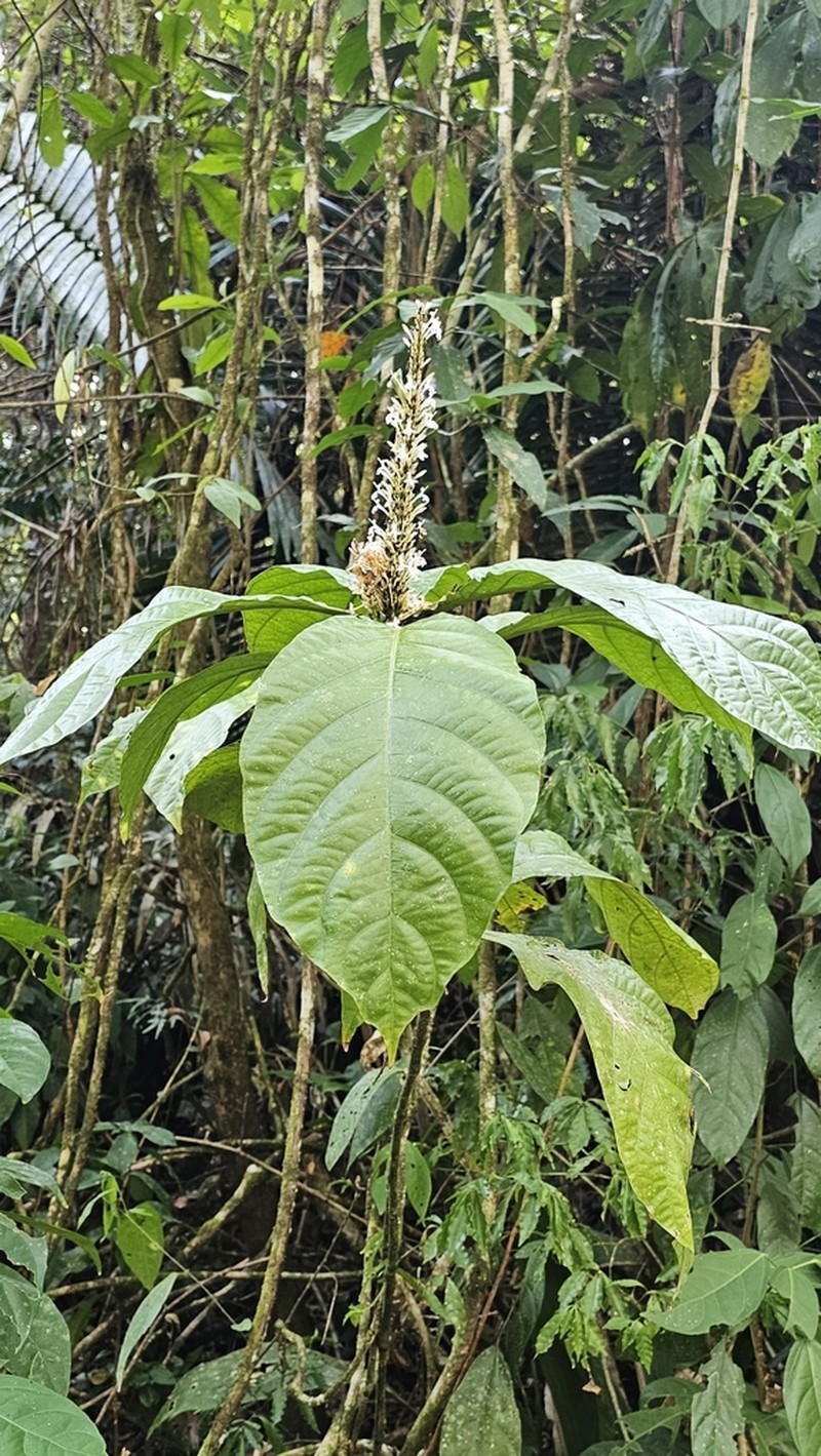 Odontonema albiflorum photo 4