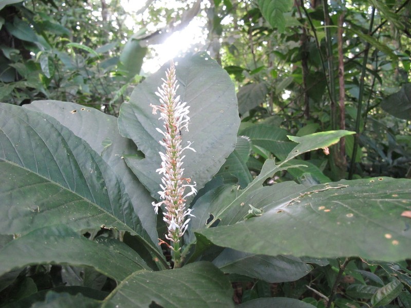 Odontonema albiflorum photo 5