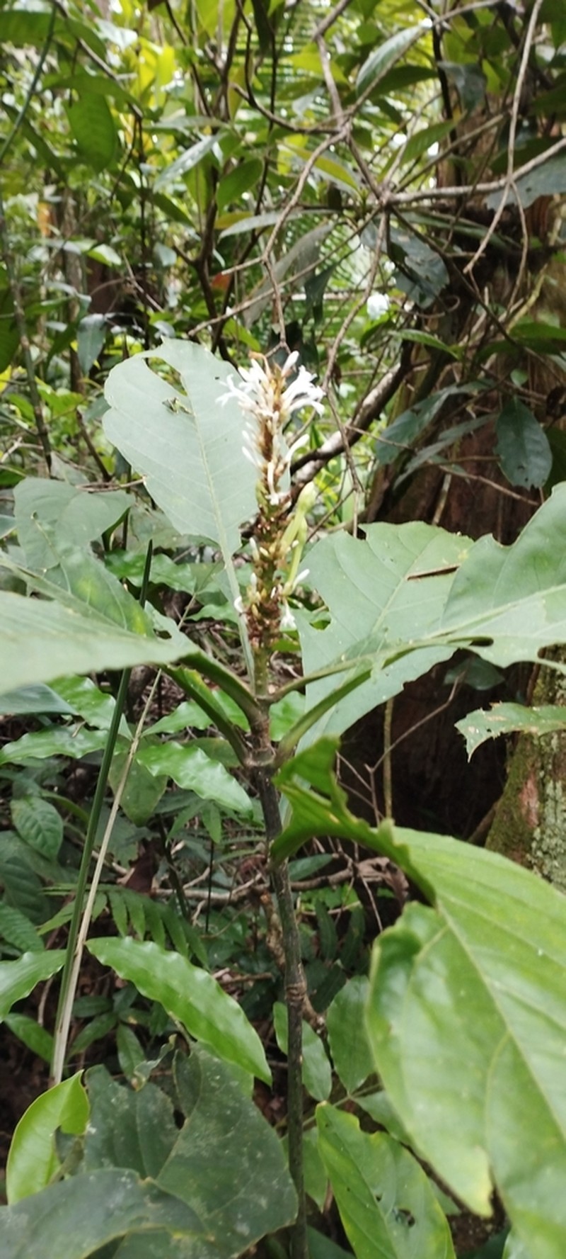 Odontonema albiflorum photo 6