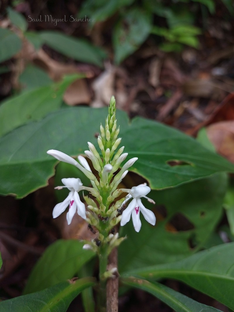 Odontonema albiflorum photo 8