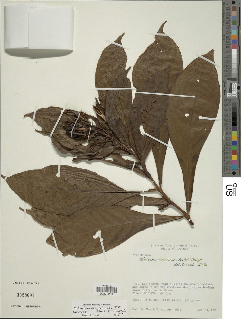 Odontonema aliciae