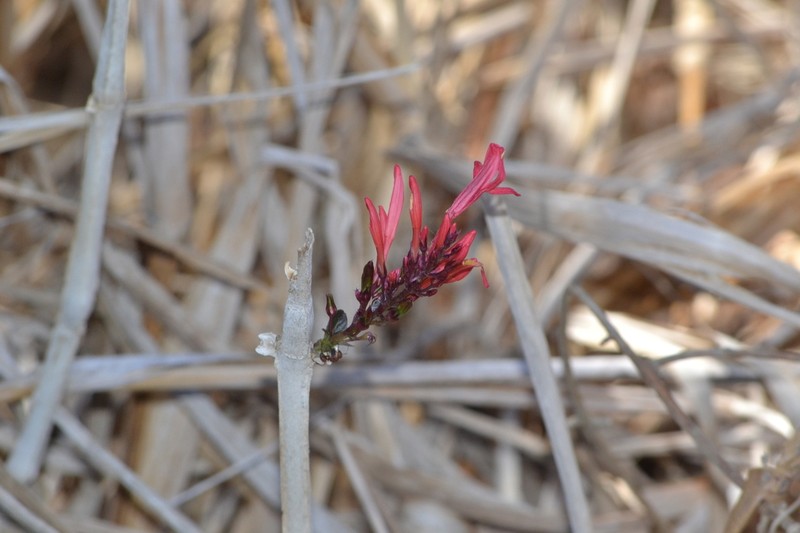 Odontonema auriculatum