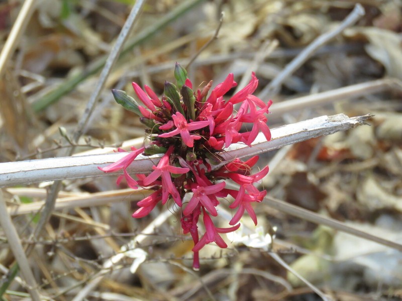 Odontonema auriculatum photo 2
