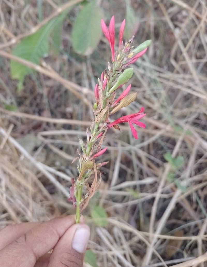 Odontonema auriculatum photo 3