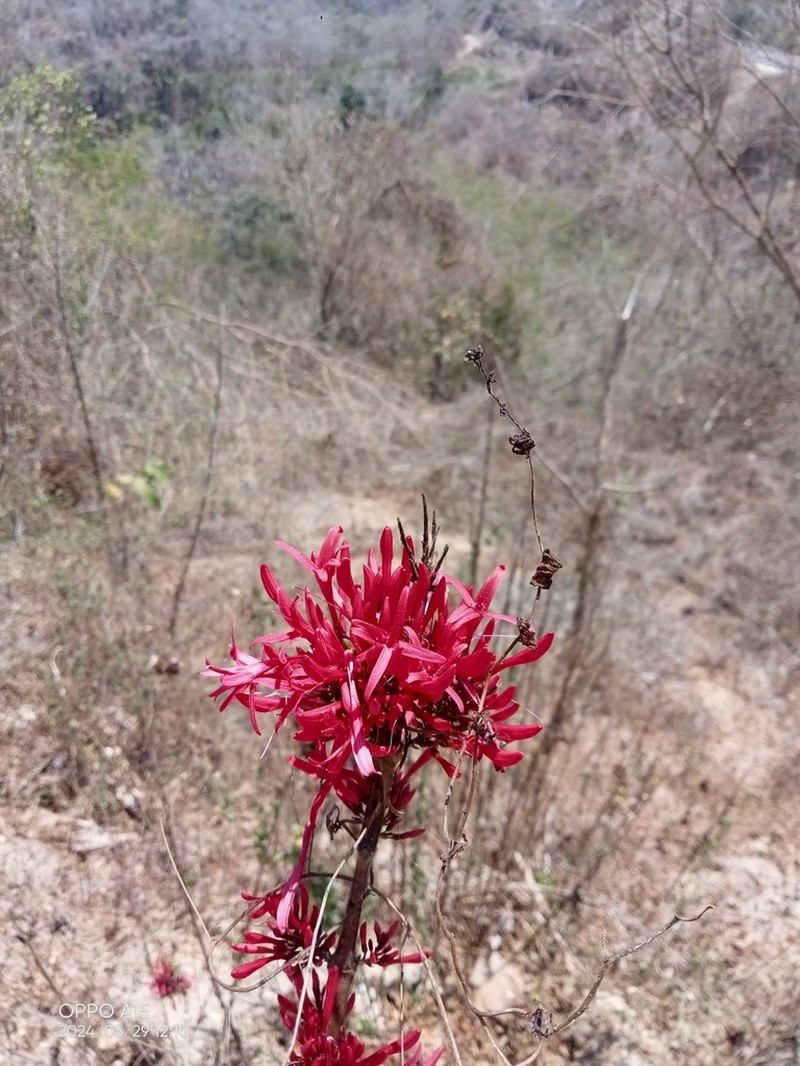 Odontonema auriculatum photo 4