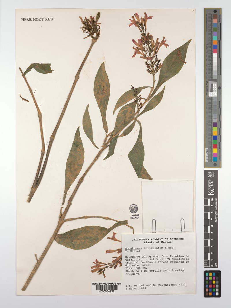 Odontonema auriculatum photo 5