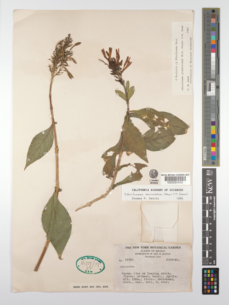 Odontonema auriculatum photo 6