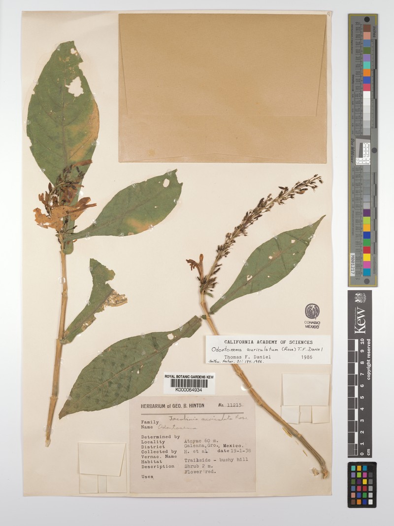 Odontonema auriculatum photo 7