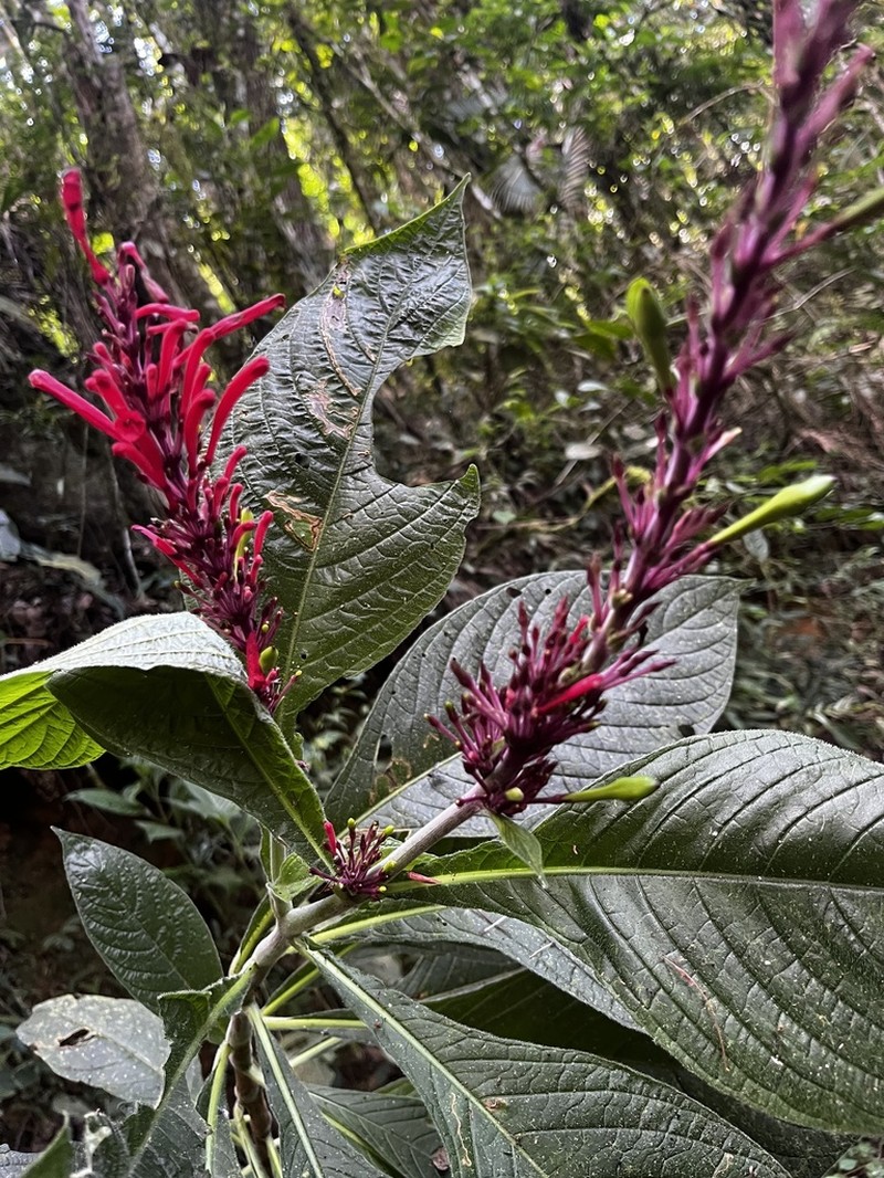Odontonema barlerioides