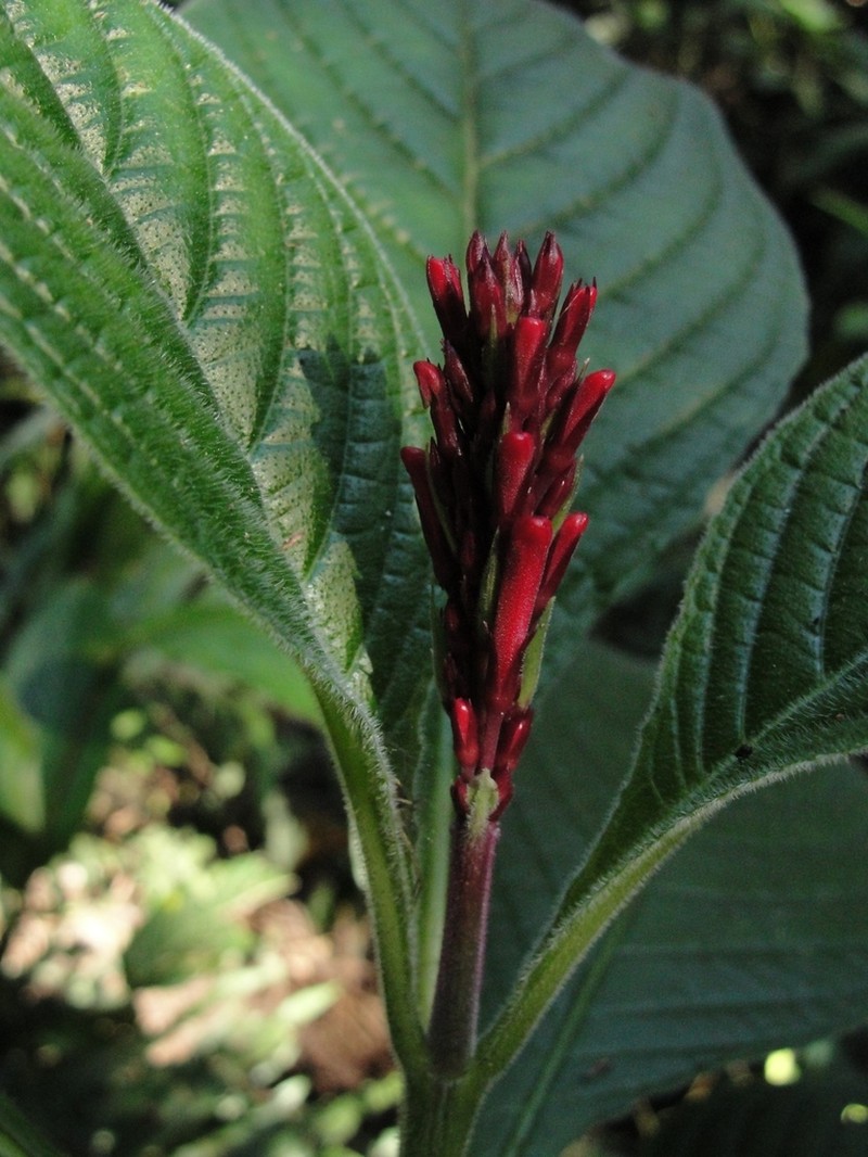Odontonema barlerioides photo 2