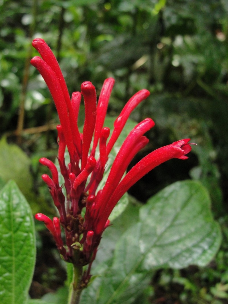 Odontonema barlerioides photo 3