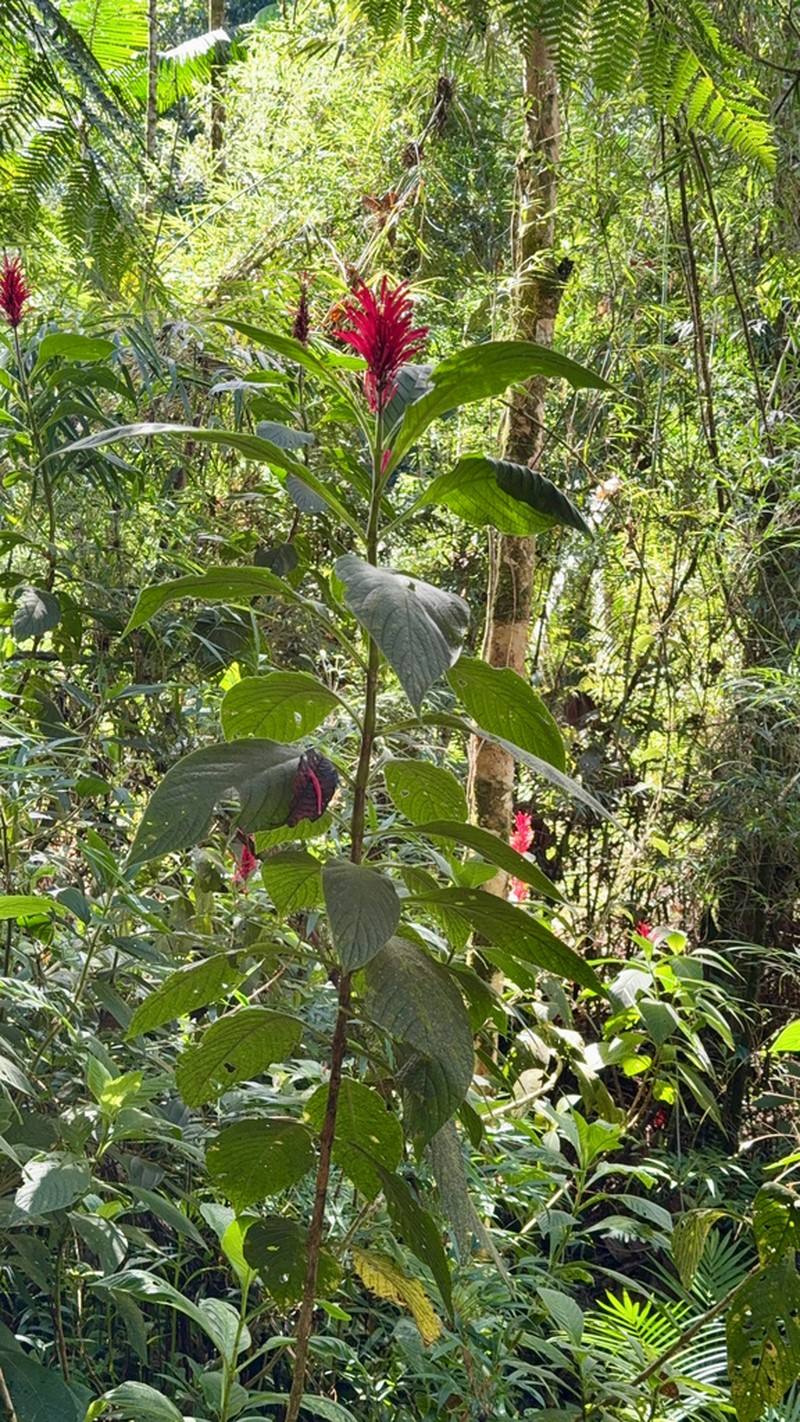 Odontonema barlerioides photo 6