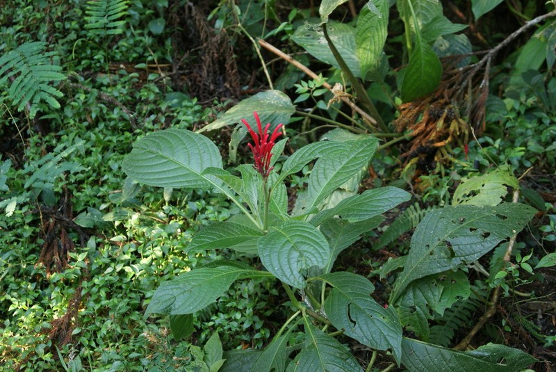 Odontonema barlerioides photo 8