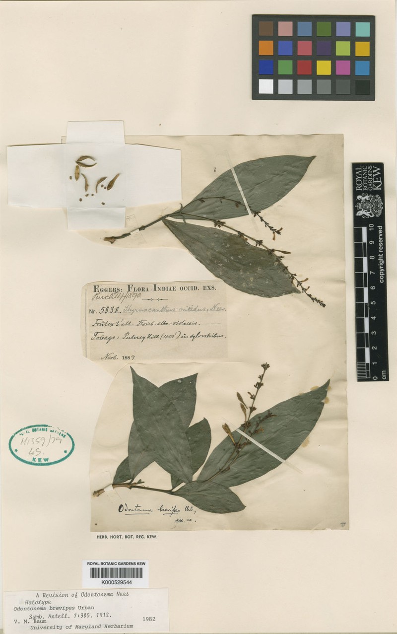 Odontonema brevipes