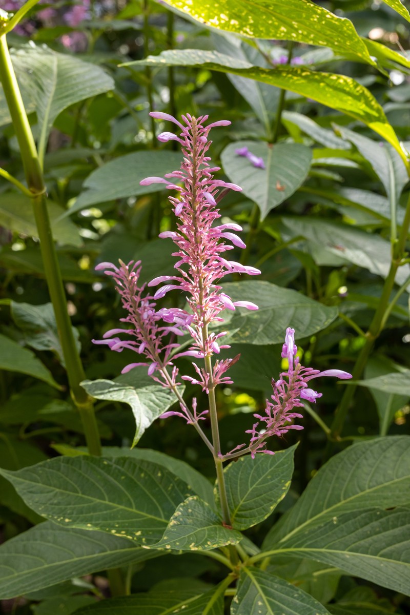 Odontonema callistachyum photo 3