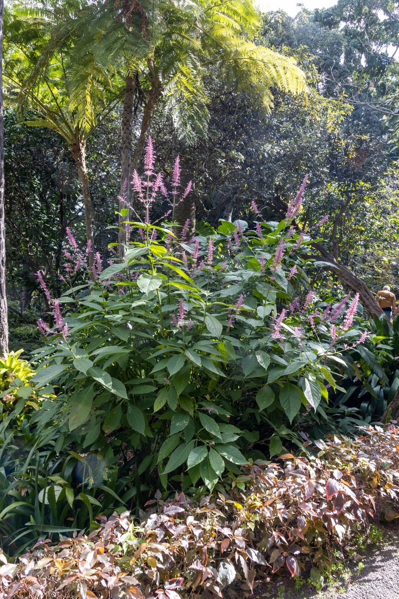 Odontonema callistachyum photo 4