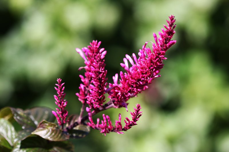 Odontonema callistachyum