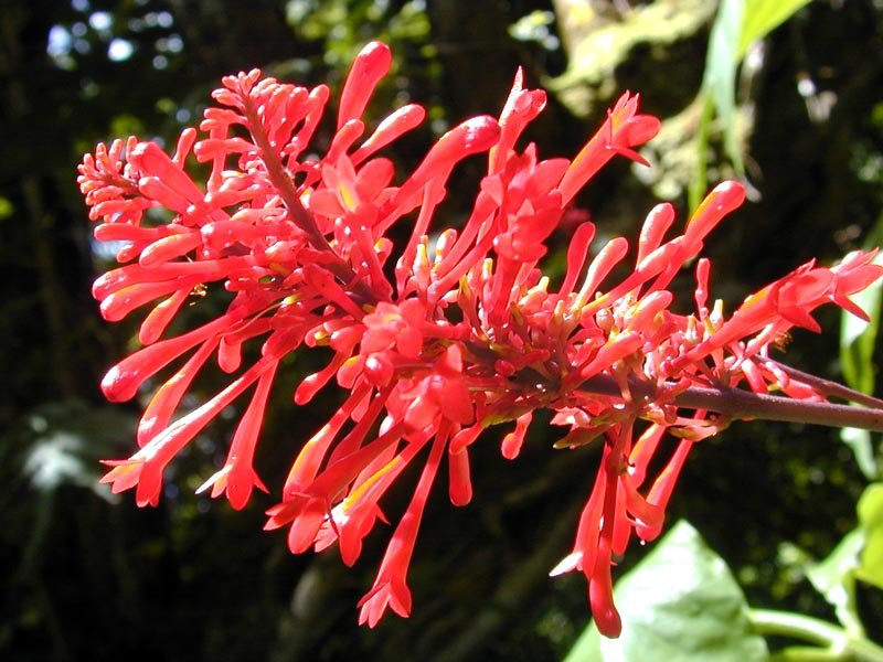 Odontonema callistachyum photo 5