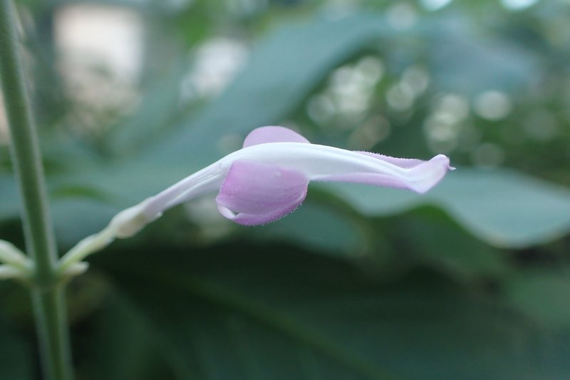 Odontonema callistachyum photo 6