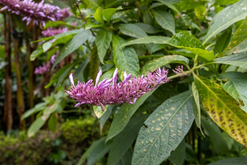 Odontonema callistachyum photo 7