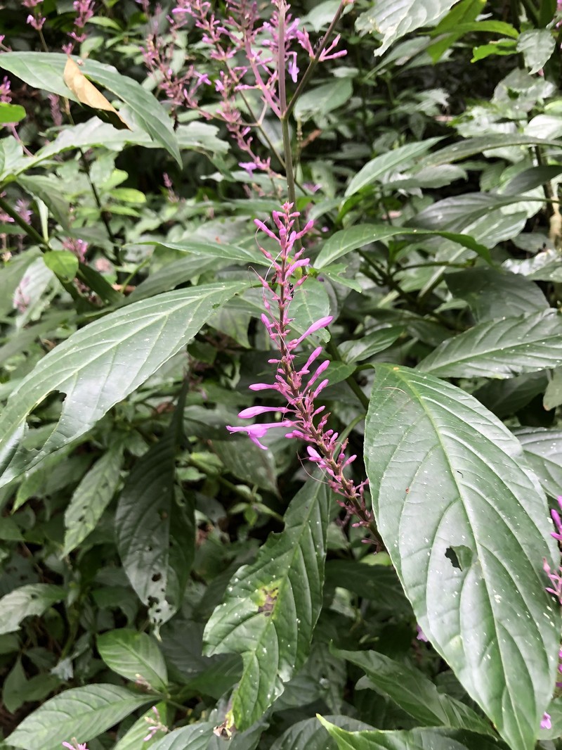 Odontonema corymbulosum photo 2