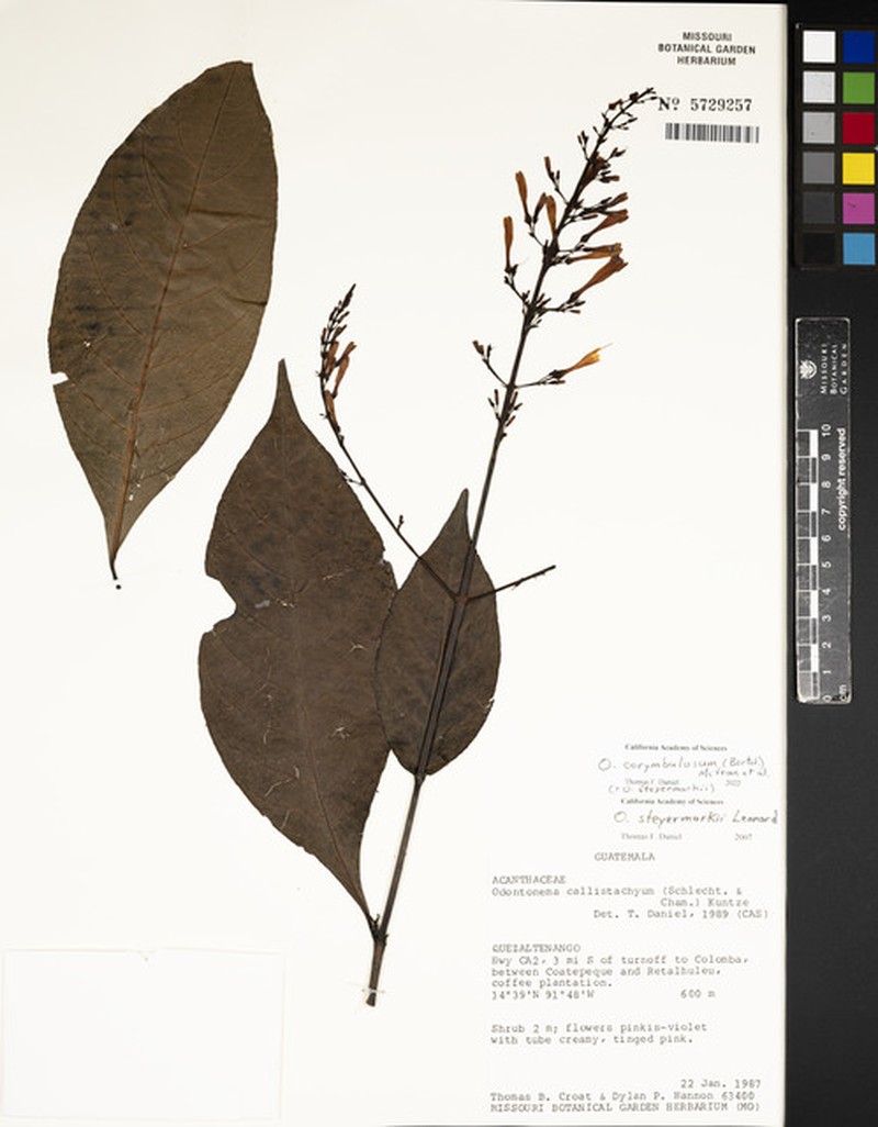 Odontonema corymbulosum photo 3