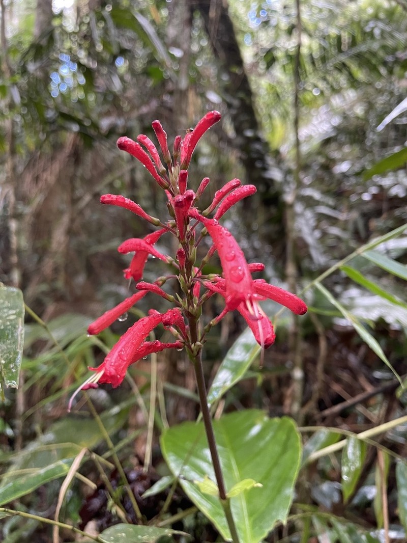 Odontonema dissitiflorum