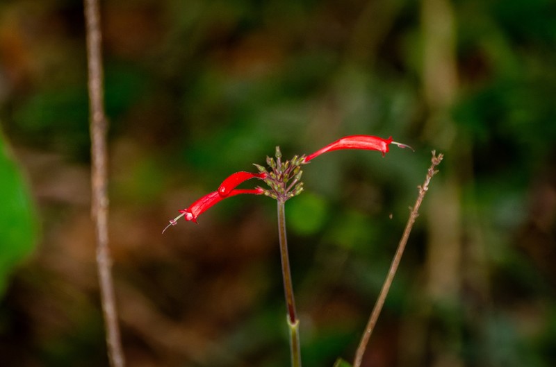 Odontonema dissitiflorum photo 3