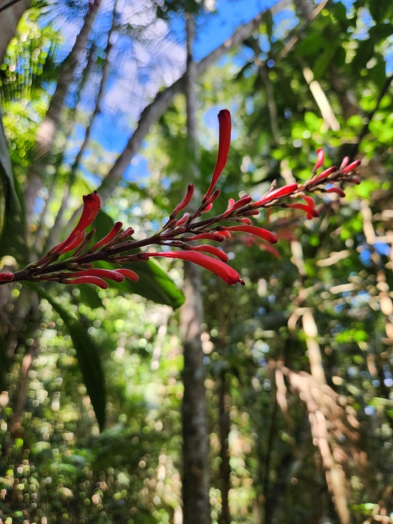 Odontonema dissitiflorum photo 4