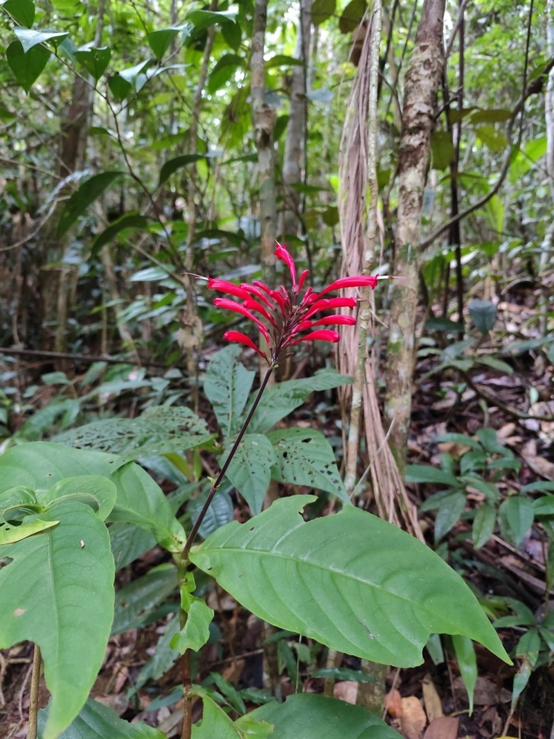 Odontonema dissitiflorum photo 5