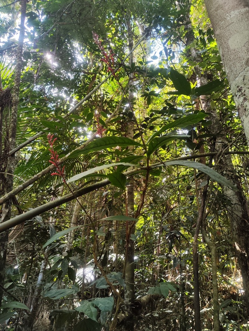 Odontonema dissitiflorum photo 6