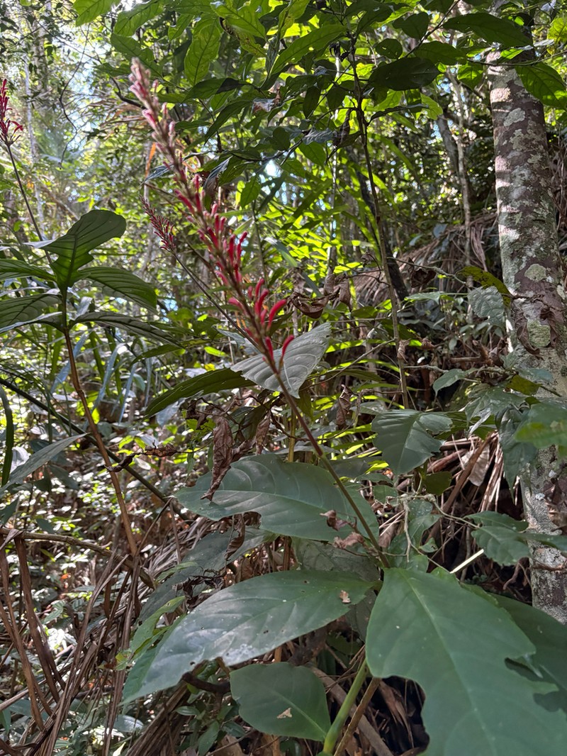 Odontonema dissitiflorum photo 7