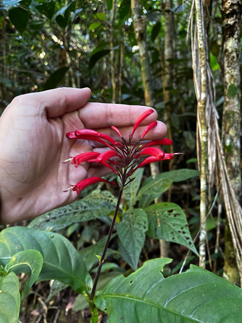 Odontonema dissitiflorum photo 8