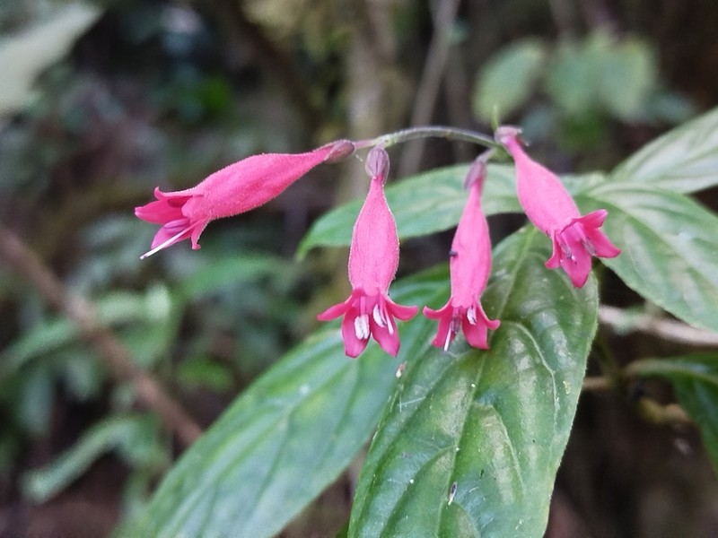 Odontonema fuchsioides