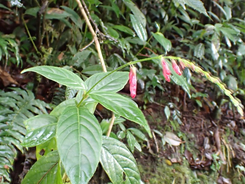 Odontonema fuchsioides photo 2