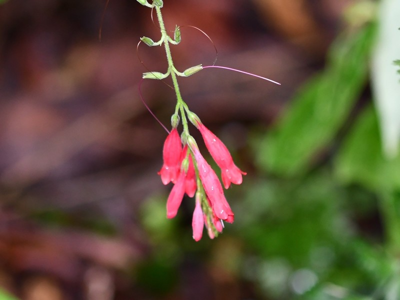 Odontonema fuchsioides photo 3