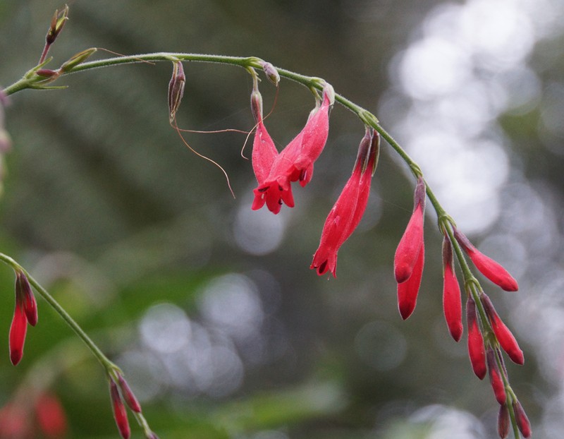 Odontonema fuchsioides photo 4