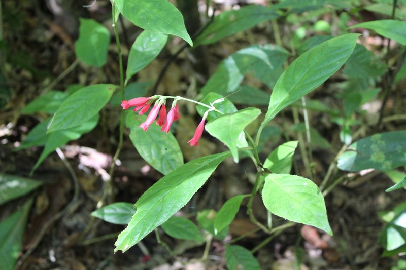 Odontonema fuchsioides photo 5