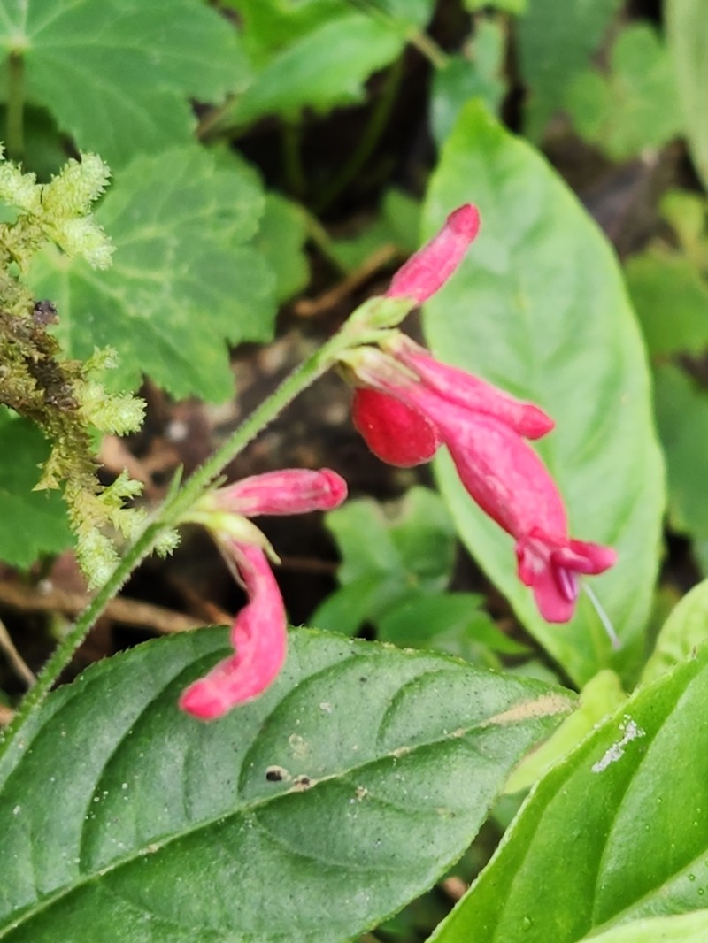 Odontonema fuchsioides photo 6