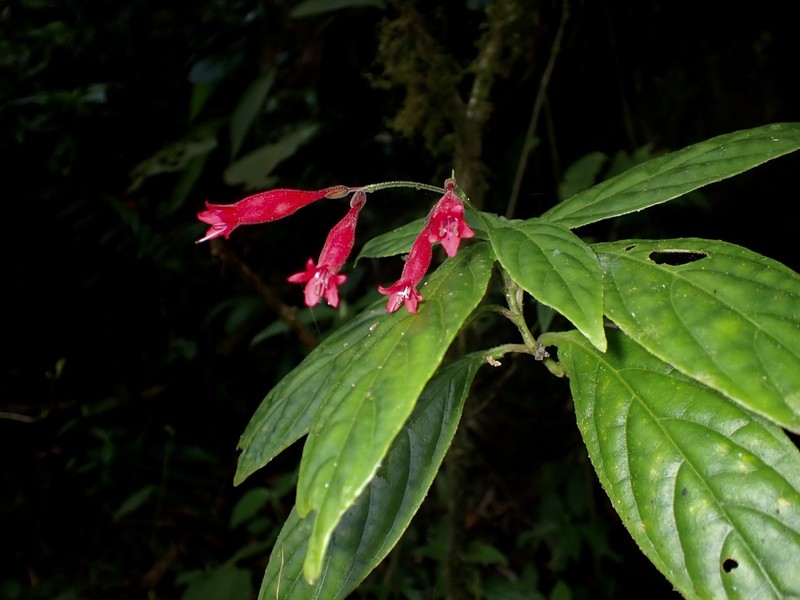 Odontonema fuchsioides photo 7