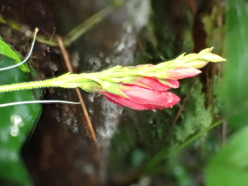 Odontonema fuchsioides photo 8