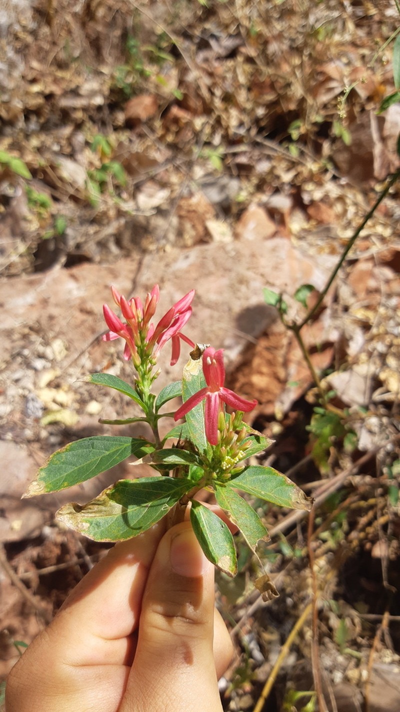 Odontonema glaberrimum