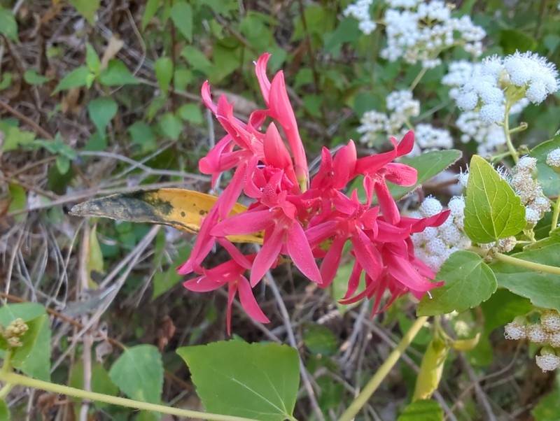 Odontonema glaberrimum photo 2