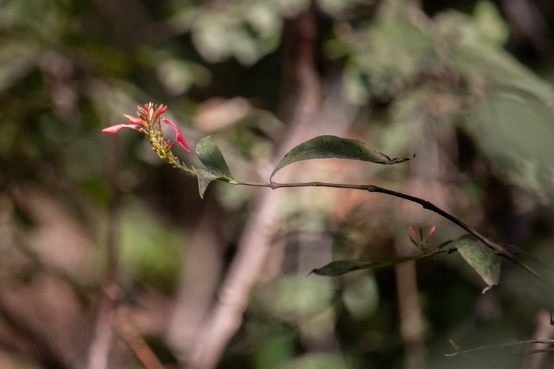 Odontonema glaberrimum photo 3