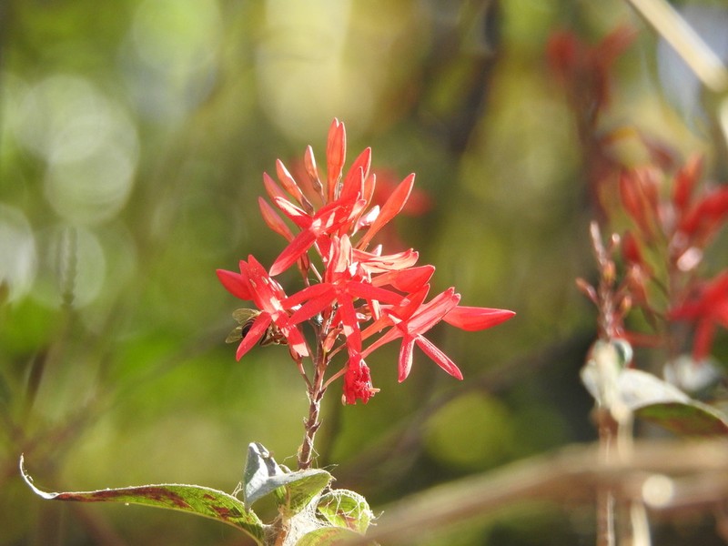 Odontonema glaberrimum photo 4