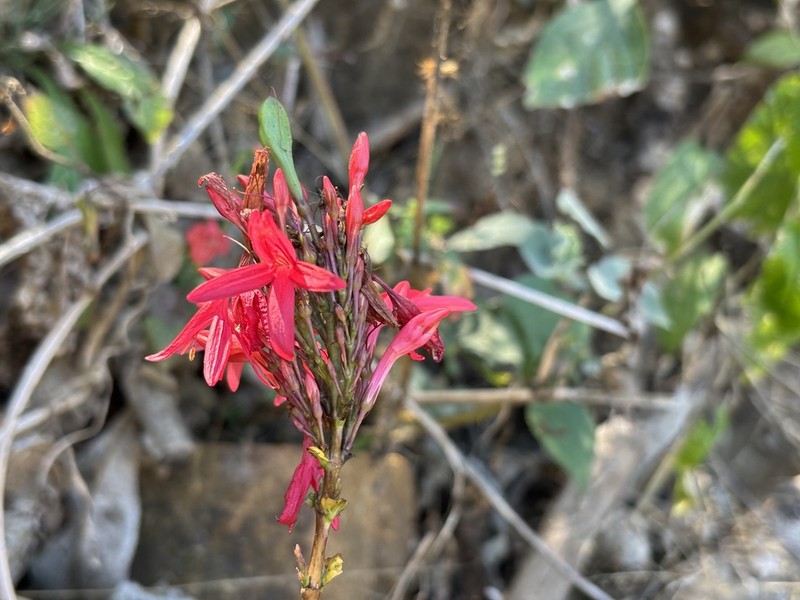 Odontonema glaberrimum photo 5