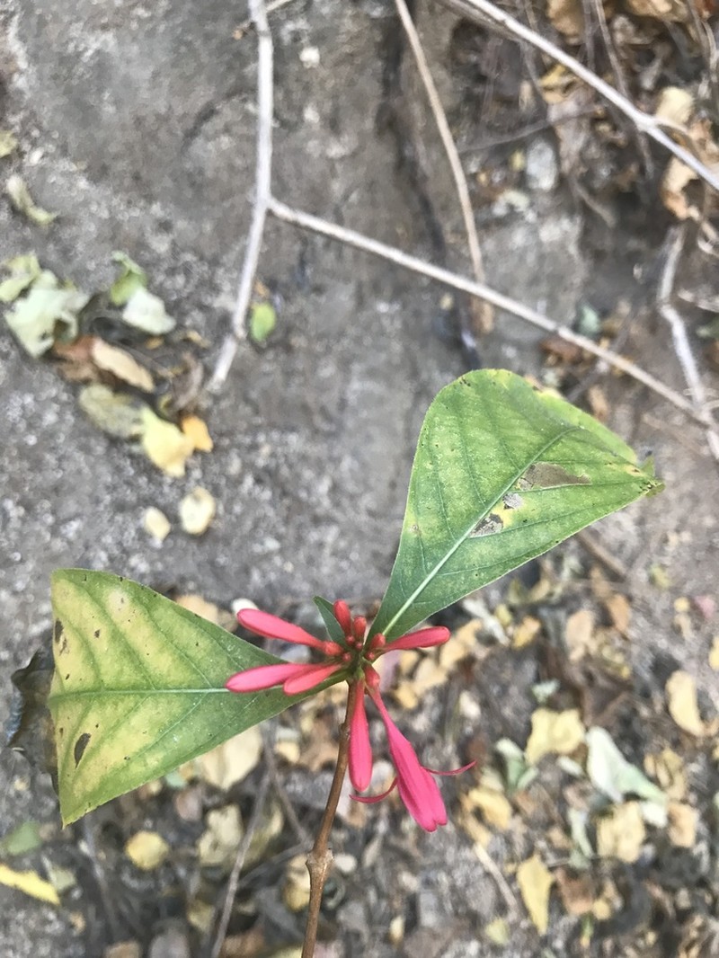 Odontonema glaberrimum photo 6