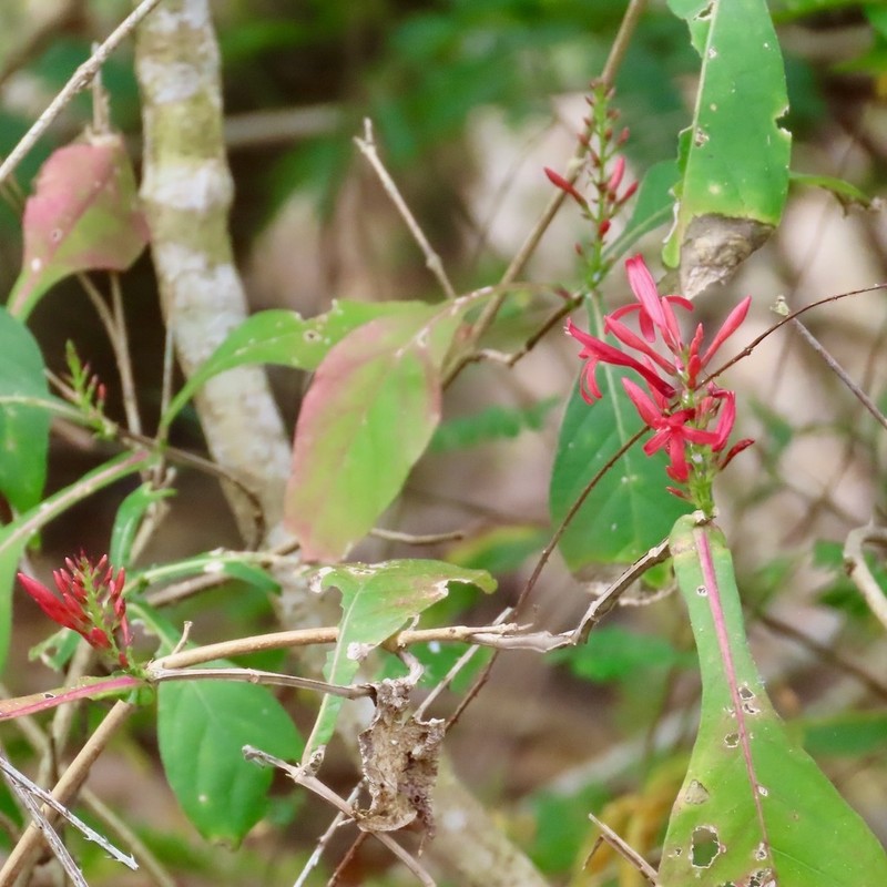 Odontonema glaberrimum photo 7